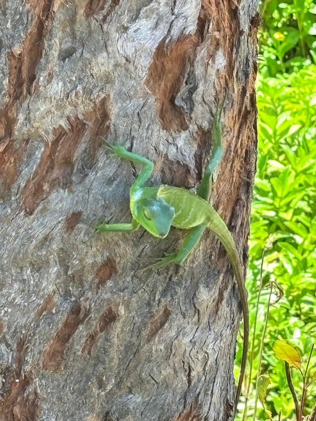 Knuckles Mountain Range